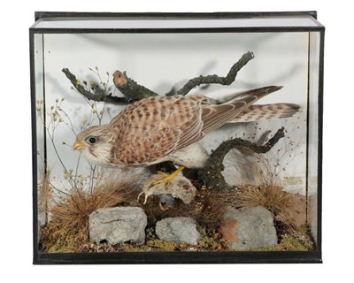 Lot 166 - Taxidermy: A Cased Common Kestrel (Falco tinnunculus), 1872-1961, by Henry Murray & Son, Bank...