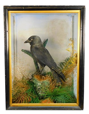 Lot 168 - Taxidermy: A Cased Jackdaw (Corvus menedula), circa early 20th century, by F. Lawrence & Co,...