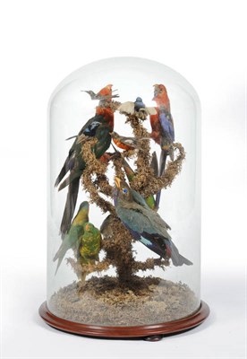 Lot - Victorian Taxidermy Group of Exotic Birds