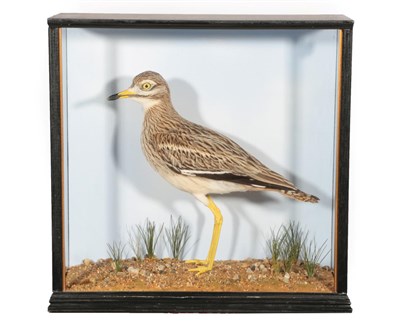 Lot 170 - Taxidermy: A Cased Stone-Curlew (Burhinus oedicnemus), circa late 20th century, by Richard...
