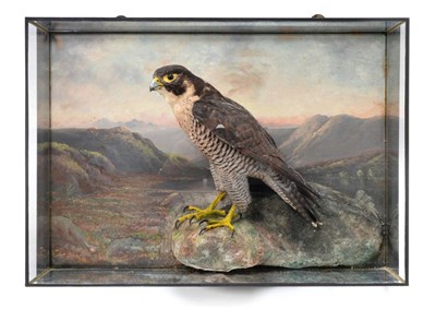 Lot 171 - Taxidermy: A Late Victorian Cased Peregrine Falcon (Falco peregrinus), by Henry Murray & Son,...