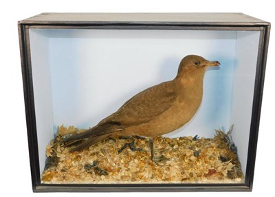 Lot 172 - Taxidermy: A Cased Arctic Skua (Stercorarius parasiticus), by T.E. Gunn, 86 St Giles Street,...