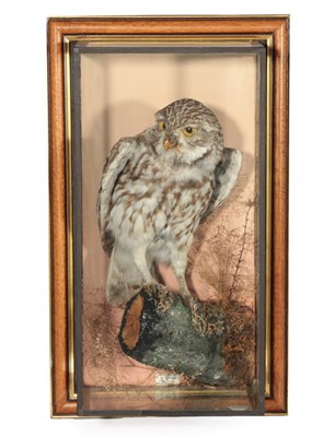 Lot 174 - Taxidermy: A Wall Cased Little Owl (Athene noctua), by H.H. Bryant, Naturalist, Wellingborough,...
