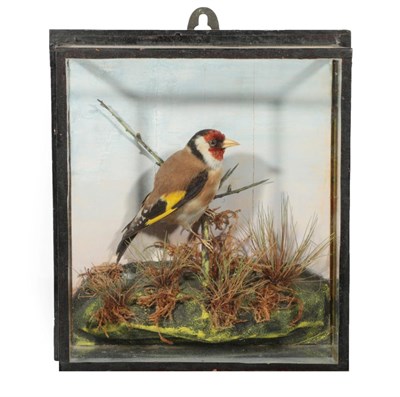 Lot 175 - Taxidermy: A Wall Cased Goldfinch (Carduelis carduelis), a full mount male perched upon a small...