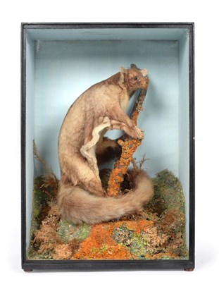 Lot 177 - Taxidermy: A Victorian Cased Red Giant Flying Squirrel (Petaurista petaurista), 1851-1857, by T...