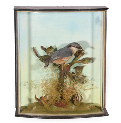 Lot 178 - Taxidermy: A Cased Eurasian Nuthatch (Sitta europaea), circa 1960, by J.E. Shelbourne, 21 Amy...