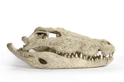 Lot 1296 - Nile Crocodile (Crocodylus niloticus), shot by Jim Stewart, circa 1880, skull, 74.5cm long...