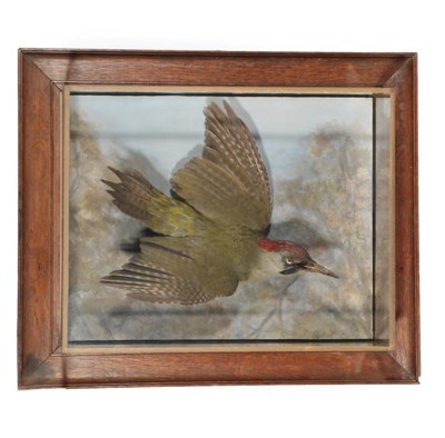 Lot 179 - Taxidermy: A Wall Cased Green Woodpecker (Picus viridis), circa early 20th century, a full...