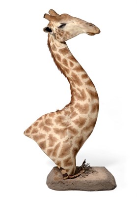 Lot 180 - Taxidermy: A Fine Example of a Southern Giraffe Shoulder Mount (Giraffa giraffa), modern, a...