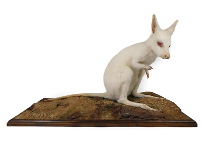 Lot 183 - Taxidermy: Albino Wallaby (Mcropus rufogriseus), modern, a full mount albino wallaby in seated pose