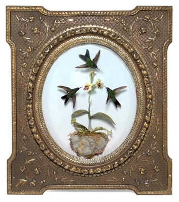 Lot 184 - Taxidermy: A Wall Framed Trio of Humming Birds, three full mounts in hovering pose, surrounding...