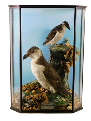 Lot 185 - Taxidermy: A Cased Little Auk and Razorbill, both full mounts, the immature Little Auk stood upon a