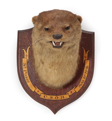 Lot 187 - Taxidermy: A Eurasian Otter Mask (Lutra lutra), circa May, 10th, 1904, by  W.K. Petherick, Bird...