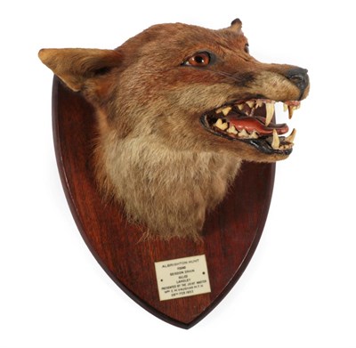 Lot 188 - Taxidermy: A Red Fox Mask (Vulpes vulpes), circa 28/02/1953, an adult head mount turning...