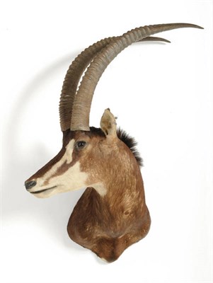 Lot 1297 - Sable (Hippotragus niger niger), turning to the right, right horn 106.5cm, left horn 107cm, tip...