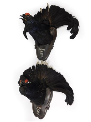 Lot 193 - Taxidermy: A Pair of Mounted Black Grouse Head Mounts, circa 1951-1953, a pair of Black Grouse head