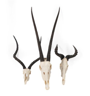 Lot 200 - Antlers/Horns: African Hunting Trophies, circa late 20th century, three sets of horns on upper...