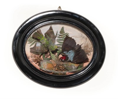 Lot 203 - Taxidermy: A Late Victorian Wall Cased Speckled Tanager and Long-Tailed Manakin, both full...