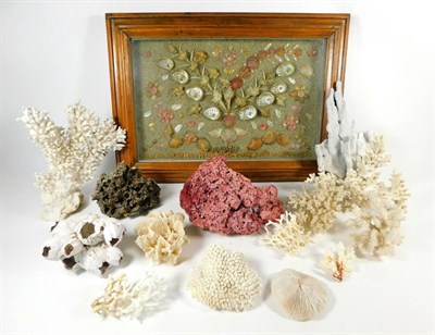 Lot 205 - Sea Shells/Coral: A Quantity of Various Corals and Sea Shells, a varied selection of fourteen...