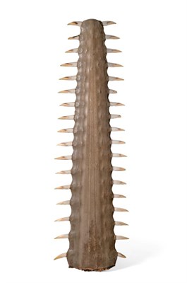 Lot 207 - Taxidermy: A Very Large Sawfish Rostrum (Pristidae spp), circa 1920, 35 teeth, 129cm long,...