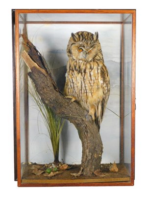 Lot 208 - Taxidermy: A Wall Cased Long-Eared Owl (Asio otus), circa 1984, by M. J. Watson, Taxidermist,...