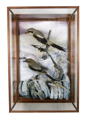 Lot 209 - Taxidermy: A Pair of Victorian Great Grey Shrikes (Lanius excubitor), re-cased 2011, by A. J....