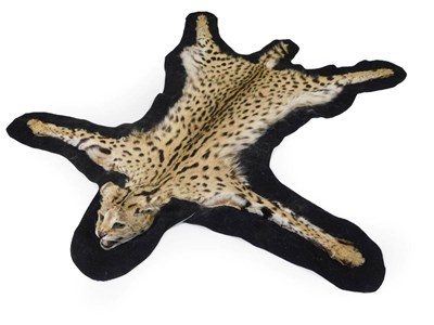 Lot 210 - Taxidermy: Serval Skin with Head Mount (Leptailurus serval), circa 1960-1970, skin rug, with...