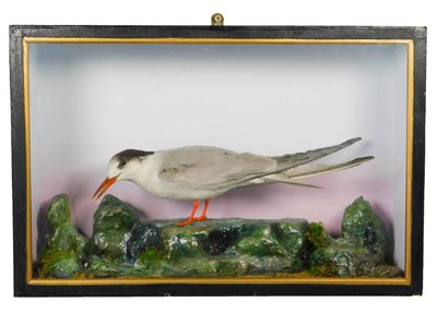 Lot 211 - Taxidermy: A Cased Common Tern (Sterna hirundo), full mount adult stood upon painted faux rock...