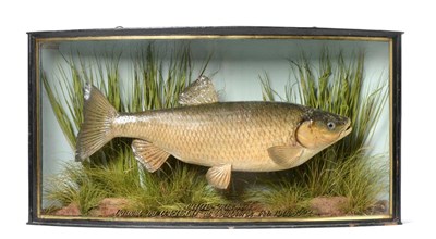 Lot 212 - Taxidermy: A Cased Chub (Squalius cephalus), by John Cooper & Sons, 28 Radnor Street, St...