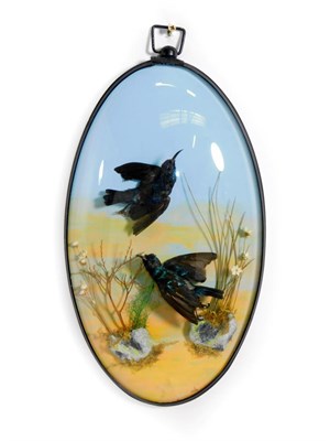 Lot 213 - Taxidermy: A Pair of Wall Cased Purple Sunbirds (Cinnyris asiaticus), a pair of full mounts both in