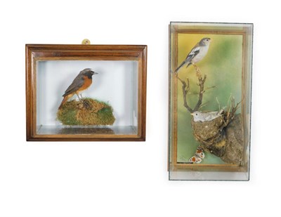 Lot 214 - Taxidermy: A Wall Cased Pair of Chaffinches (Fringilla coelebs), circa Oct 1981, by A. J....