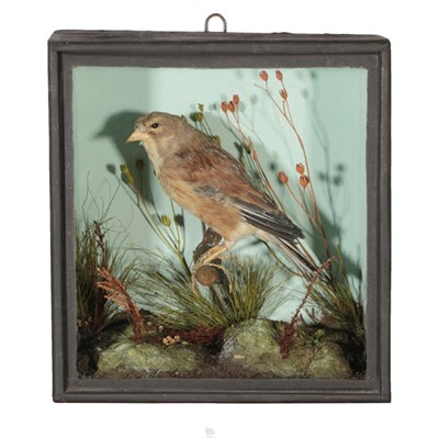 Lot 215 - Taxidermy: A Late Victorian Cased Chaffinch, by Edward Gerrard & Sons, 61 College Place, Camden...