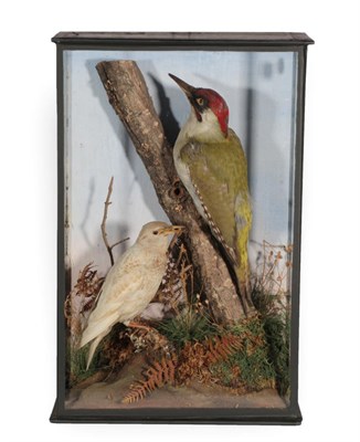 Lot 216 - Taxidermy: A Cased Green Woodpecker and White Starling, circa 1900, a full mount male Green...