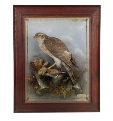 Lot 217 - Taxidermy: A Wall Cased Eurasian Sparrowhawk (Accipter nisus), circa early 20th Century, by Ecutt &