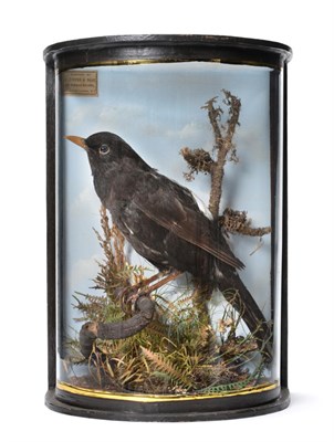 Lot 218 - Taxidermy: A Pied Blackbird (Turdus merula), by John Cooper & Sons, 28 Radnor Street, St...