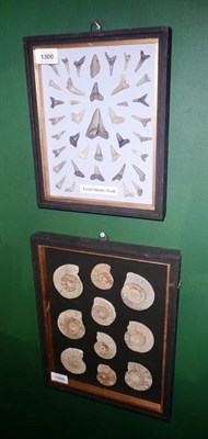 Lot 1300 - A Collection of Fossil Sharks' Teeth, in an ebonised and glazed case, approx 39 specimens, the case