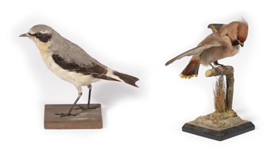 Lot 220 - Taxidermy: A Common Wheatear (Oenanthe oenanthe) circa 1928, by F.E. Gunn, Naturalist, 86 St...