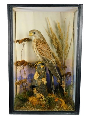 Lot 221 - Taxidermy: A Cased Eurasian Common Kestrel (Falco tinnunculus), circa 1914, by William Farren,...