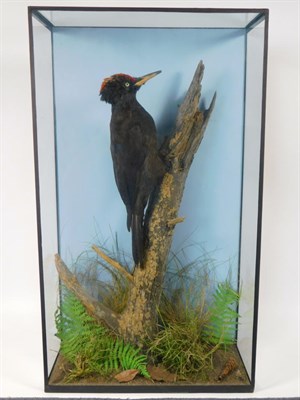 Lot 224 - Taxidermy: A Cased Black Woodpecker (Dryocopus martius), a full mount male clinging to a tree...