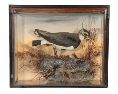 Lot 225 - Taxidermy: A Wall Cased Northern Lapwing (Vanellus vanellus), circa 1900-1910, by H.H. Bryant,...