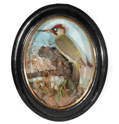 Lot 226 - Taxidermy: An Oval Wall Cased Green Woodpecker (Picus viridis), circa 1890-1900, a full mount adult