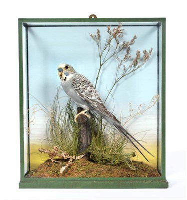 Lot 227 - Taxidermy: An Edwardian Cased Budgerigar (Melopsittacus undulatus), by Edward Gerrard & Sons,...