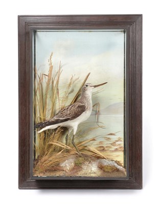 Lot 228 - Taxidermy: A Wall Cased Greenshank (Tringa glareola), by Cecil H. Bisshopp, Sportsman's Depot,...