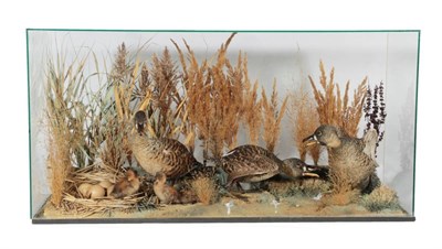 Lot 229 - Taxidermy: A Modern Cased Diorama of South African White-Backed Ducks (Thalassornis leuconotus), by