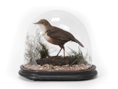 Lot 230 - Taxidermy: A White Throated Dipper (Cinclus cinclus), circa early 20th century, a full mount...