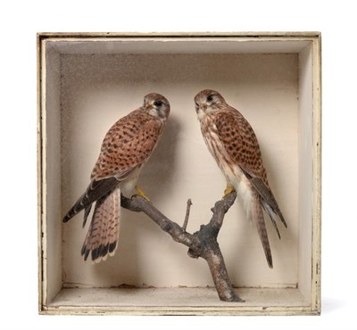 Lot 231 - Taxidermy: A Cased Pair of Common Kestrels (Falco tinnunculus), circa late 19th century, by...