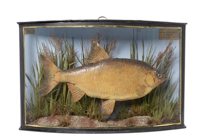 Lot 232 - Taxidermy: A Cased Roach (Rutilus rutilus), by John Cooper & Sons, 28 Radnor Street, St Luke's,...