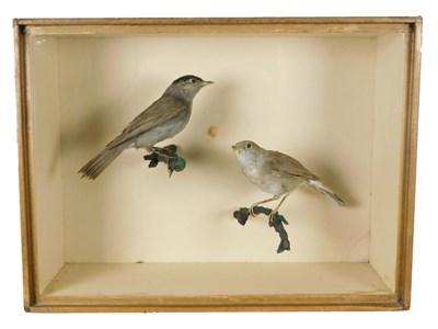 Lot 233 - Taxidermy: A Cased Pair of Black Caps (Sylvia atricapilla), circa late 19th century, by Joseph...