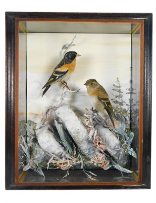 Lot 234 - Taxidermy: A Pair of Wall Cased Bramblings (Fringilla montifringilla), circa 2008, by A. J....