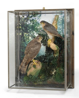 Lot 1302 - Eurasian Sparrow Hawk (Accipiter nisus), circa 2000, male and female full mounts, both perched...